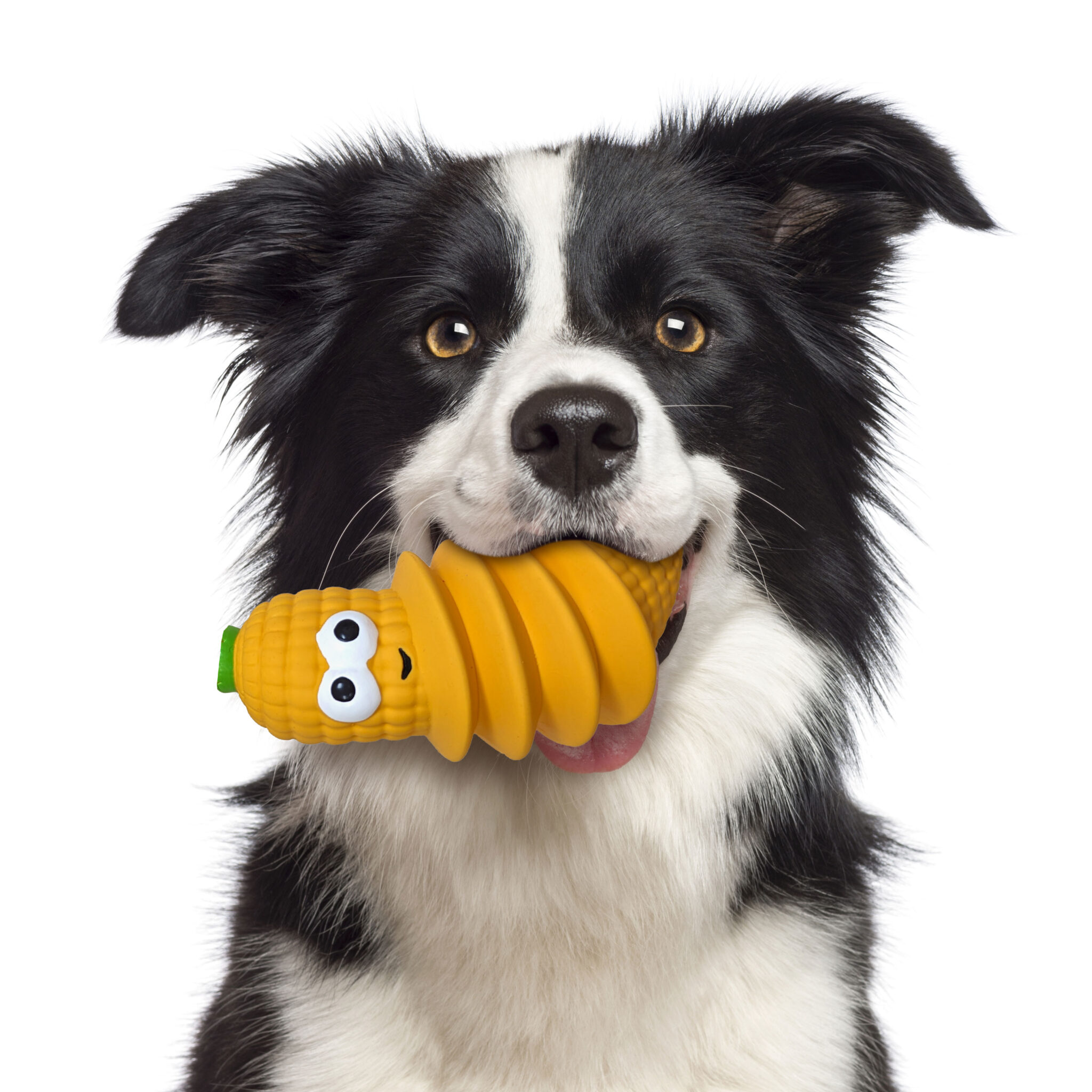 Dog toy Gloria Egg Size S Latex (24 pcs)