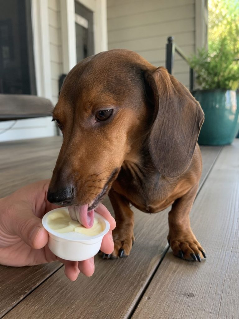Dachshund licking YowUp Frozen Yogurt from the cup