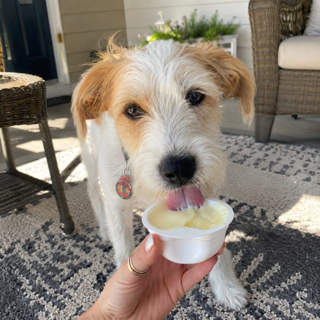 Terrier licking YowUp Frozen Yogurt from a cup