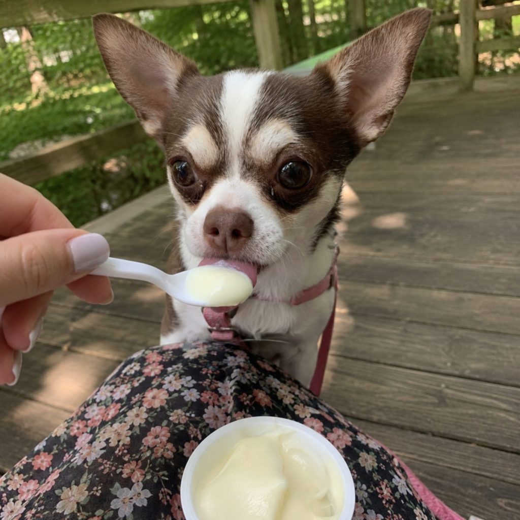 Chihuahua licking YowUp Frozen Yogurt from a spoon