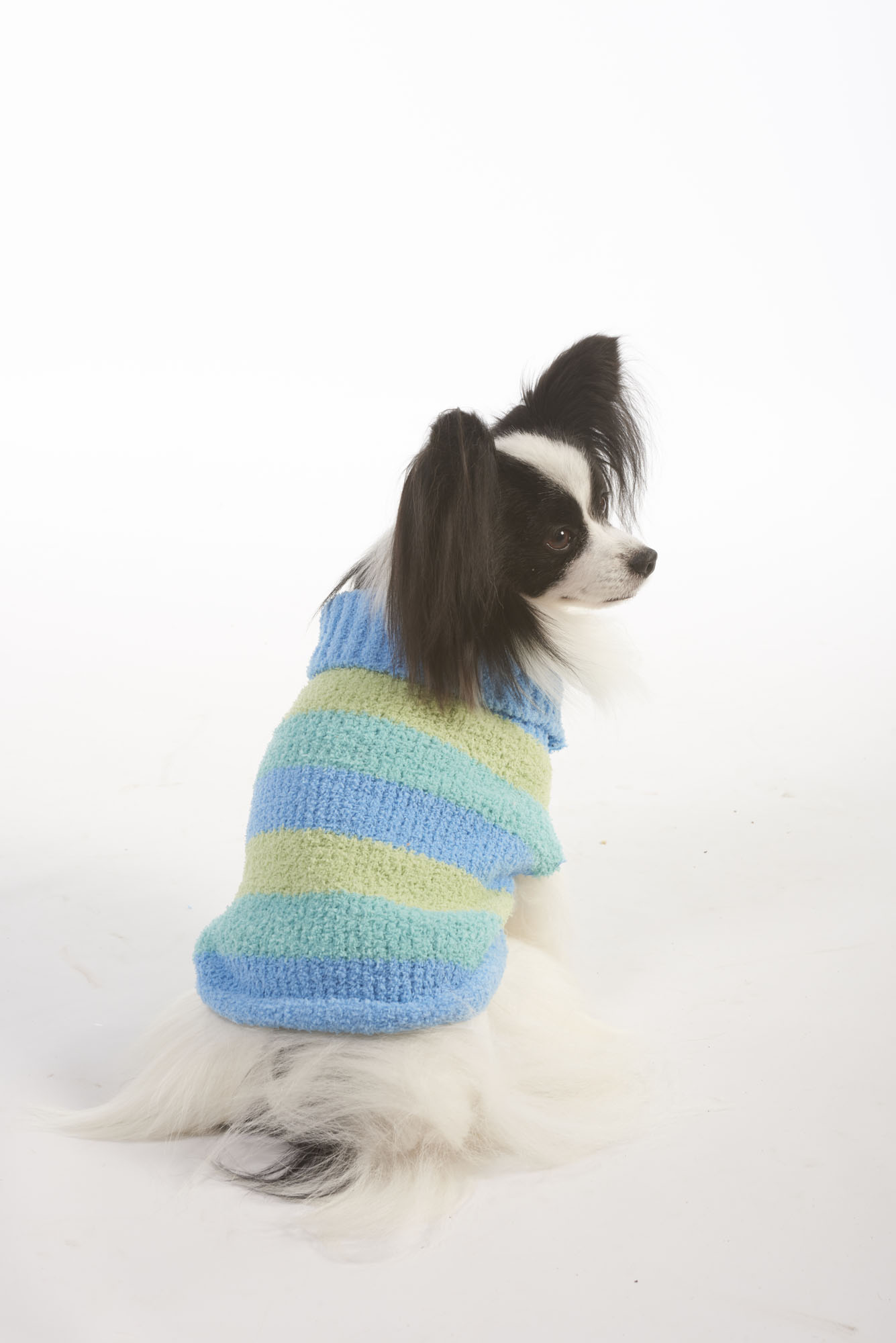 mini shepherd doodle