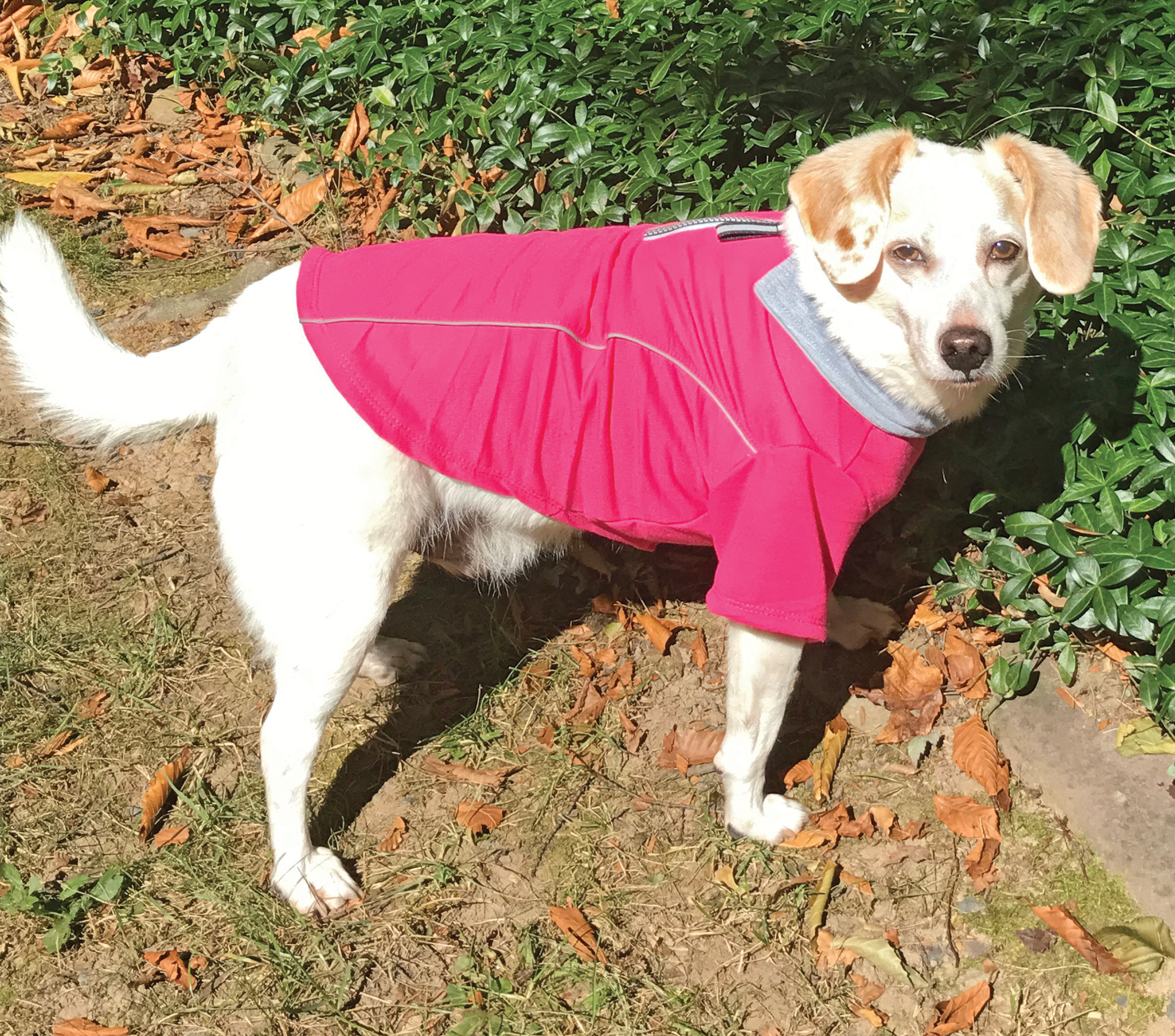 dog running jacket